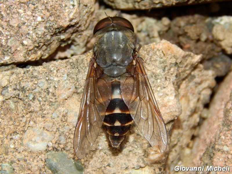 Tabanidae ?